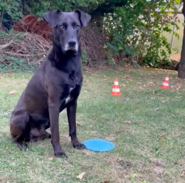 Nate beim Training mit einer Frisbee sitzend im Garten